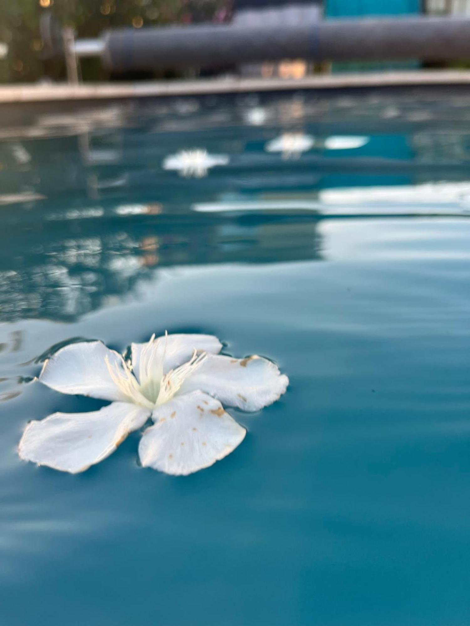 Sasha'blue-terrasse Jardin-park-clim-piscine